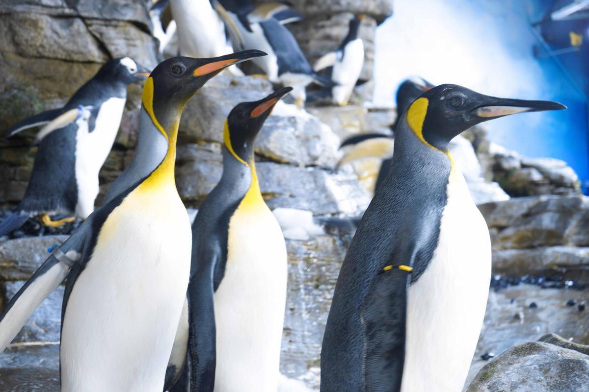 Pingüins reials a l’Oceanogràfic.