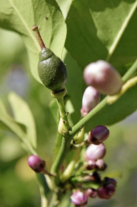 Auf der biologischen Zitrus-Plantage Ecovinyassa in Sóller ziehen die weißen Blüten nicht nur Bienen an.