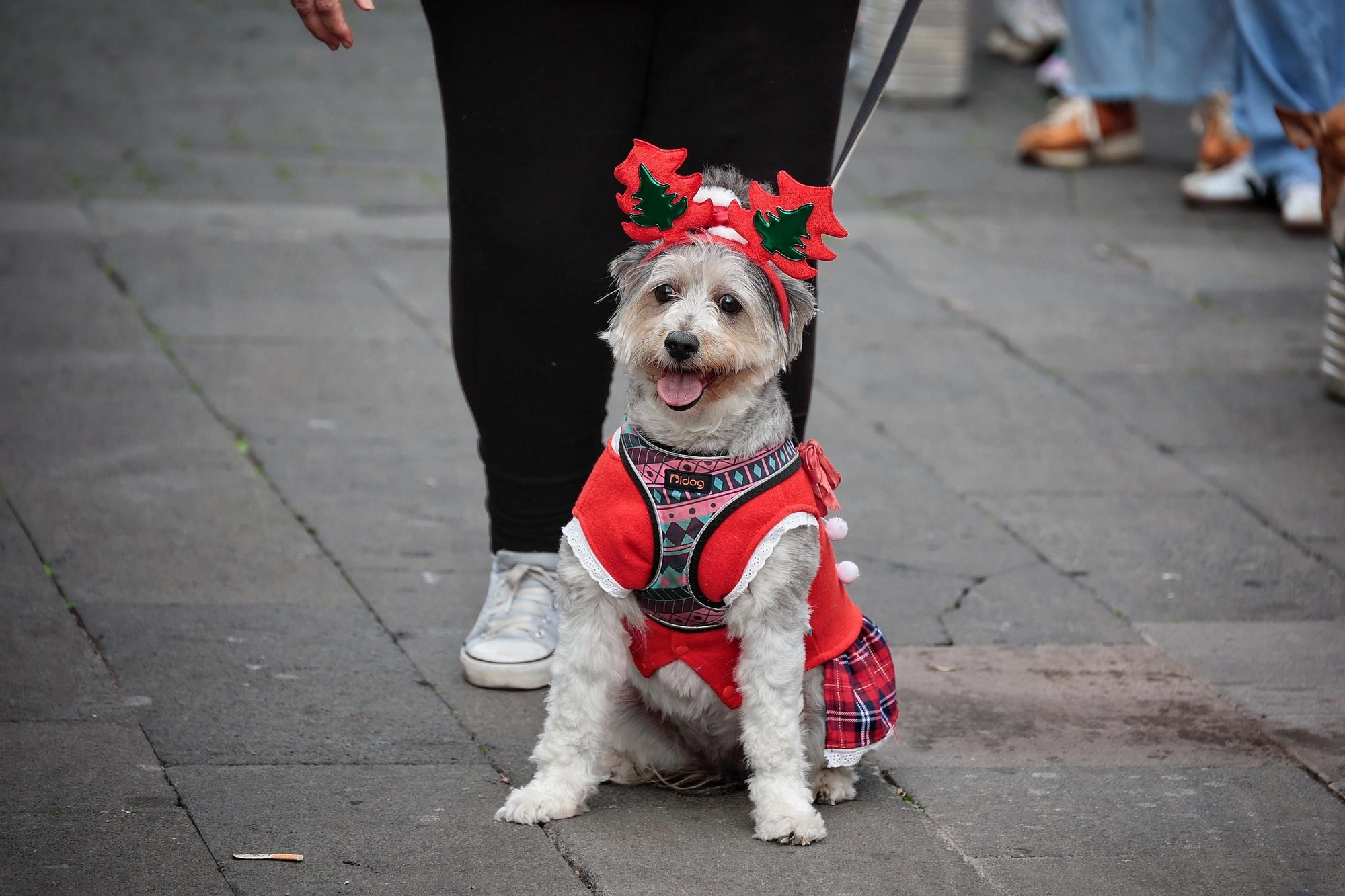 Feria de la Adopción Responsable de Animales de Compañía