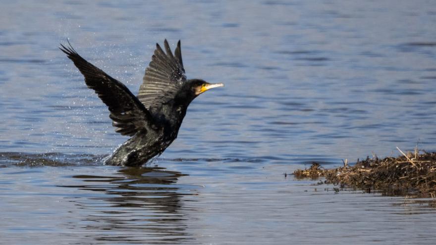 La sequera redueix el nombre d’aus que arriben al Solsonès a l’hivern