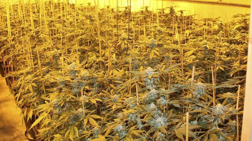 El fuerte olor a cannabis delata una plantación en pleno centro de La Aljorra