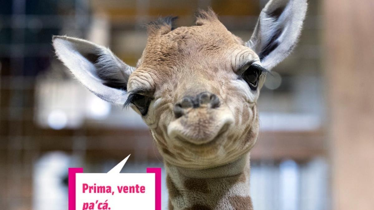 Una jirafa sonríe a cámara