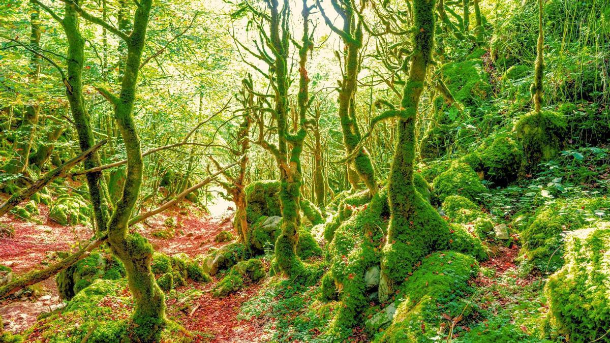 Abetos y hayas de más de 40 metros de altura formando una bóveda vegetal en la Reserva de Lizardoia
