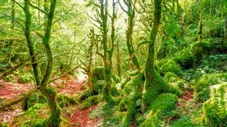La nueva Reserva de la Biosfera de España esconde el segundo hayedo más grande de Europa