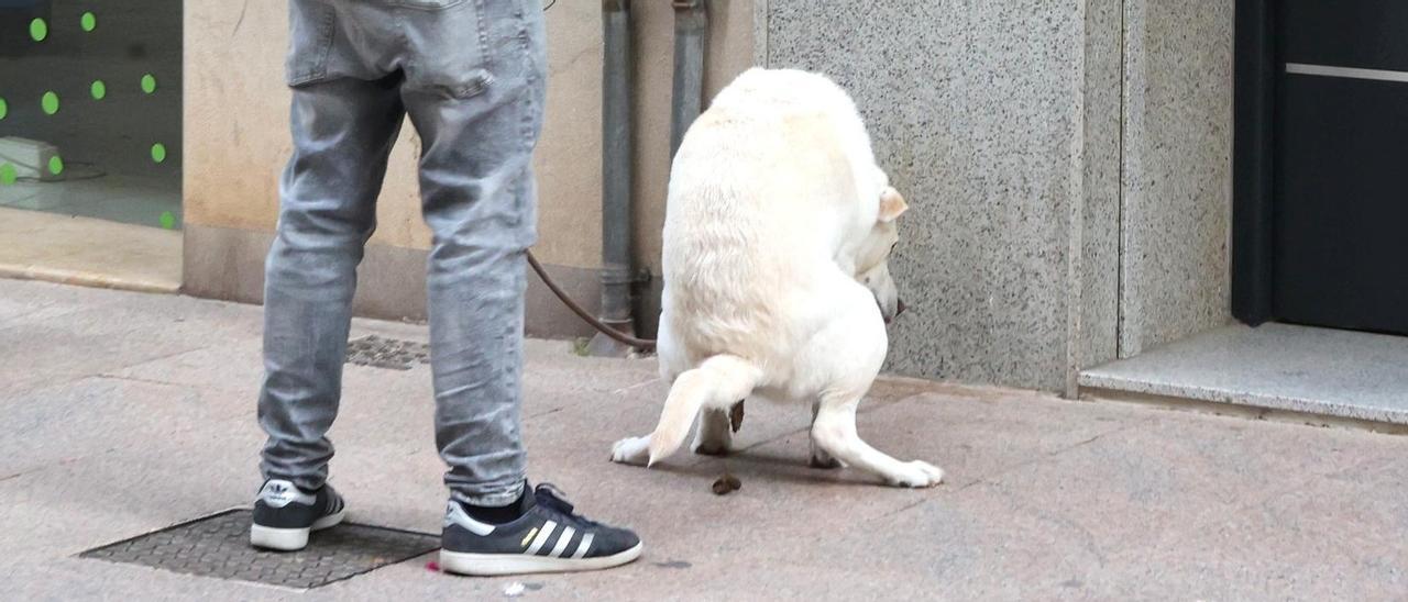 Un perro defeca en una calle, en una imagen de archivo