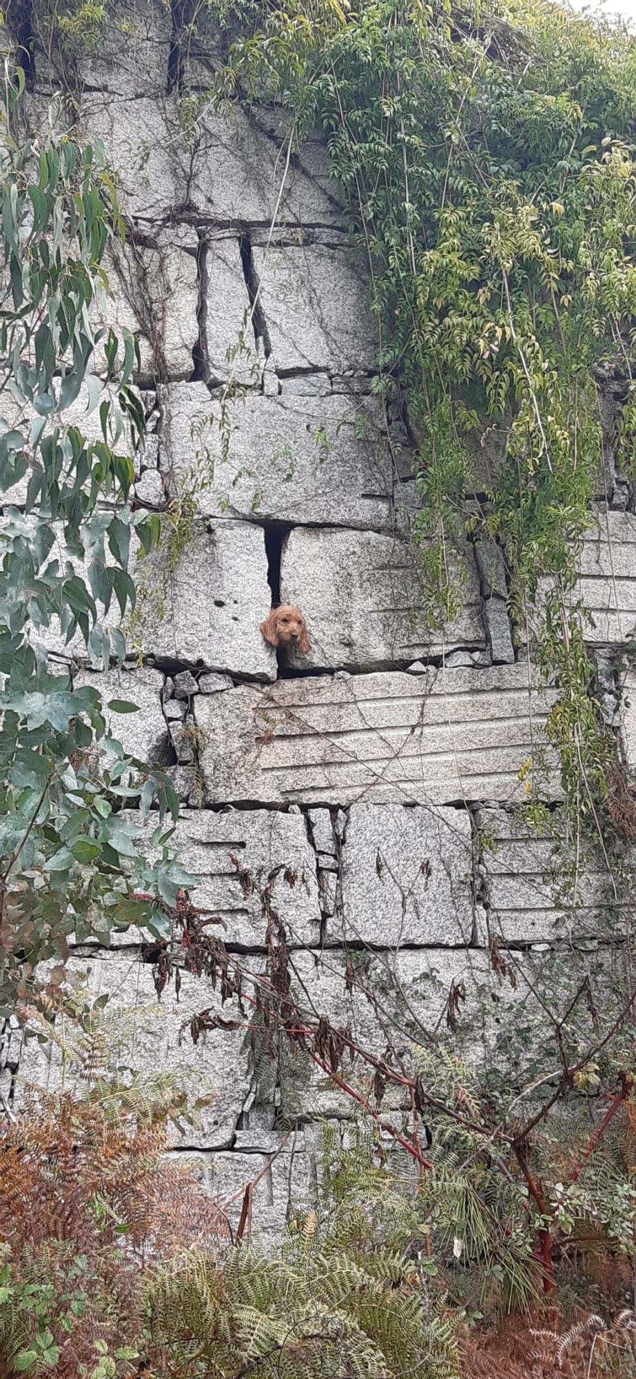 Así fue el rescate del perro atrapado dentro de un muro en Nigrán