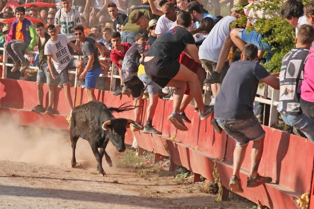 Les vaquetes de Santpedor en imatges