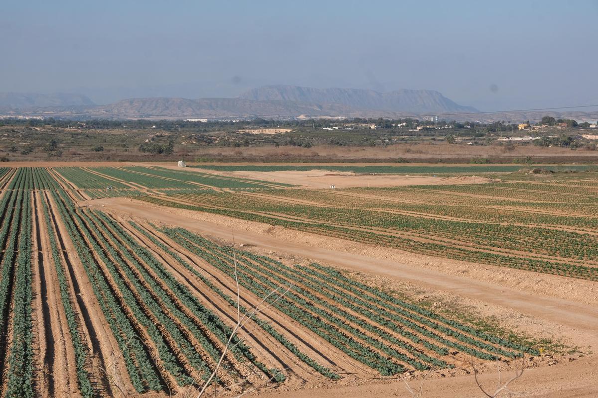 Terrenos situados entre las pedanías ilicitanas de Balsares y Torrellano donde se proyectan dos centrales fotovoltaicas que se solapan.