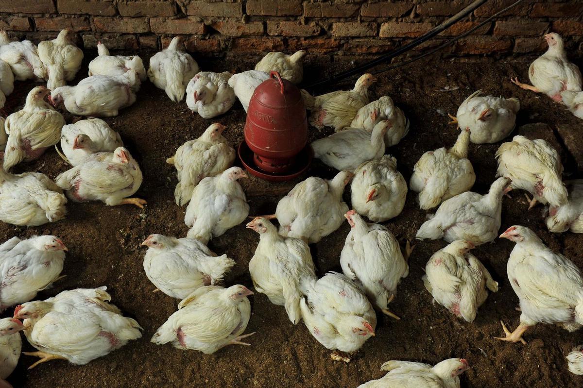 Gallinas en una granja, en una imagen de archivo.06/05/2025 Chickens are seen on a poultry farm. Recently, a newly identified and highly infectious bacterium, Escherichia albertii, has been detected in broiler chicken meat in Bangladesh. Closely related to E. coli. on May 6, 2025 in Chittagong, Bangladesh. POLITICA Europa Press/Contacto/Md Rafayat Haque Khan
