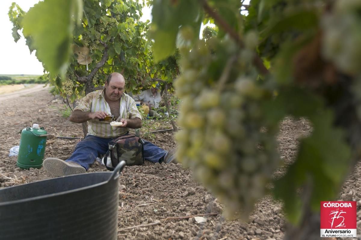 Vendimia en Montilla Moriles.