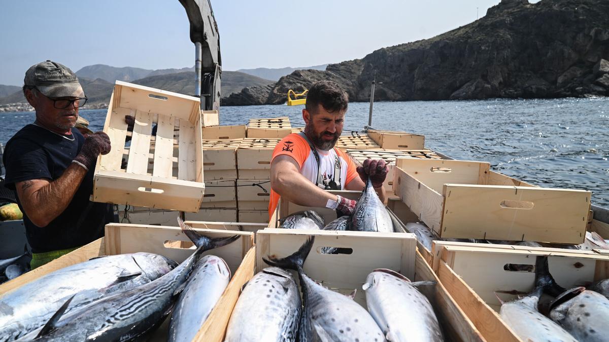 Imagen de archivo de pesca de atún en Murcia. La Unión Europea acuerda las posibilidades de pesca para 2026, con 143 días de capturas en el Mediterráneo.