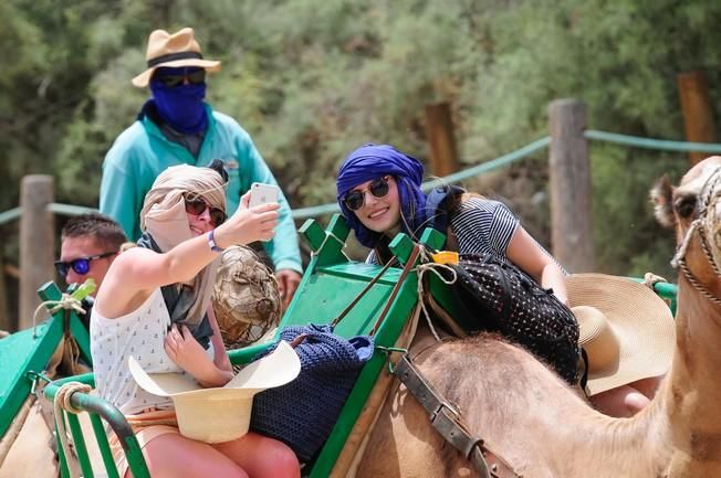 Reportaje excursiones con camellos en las Dunas ...