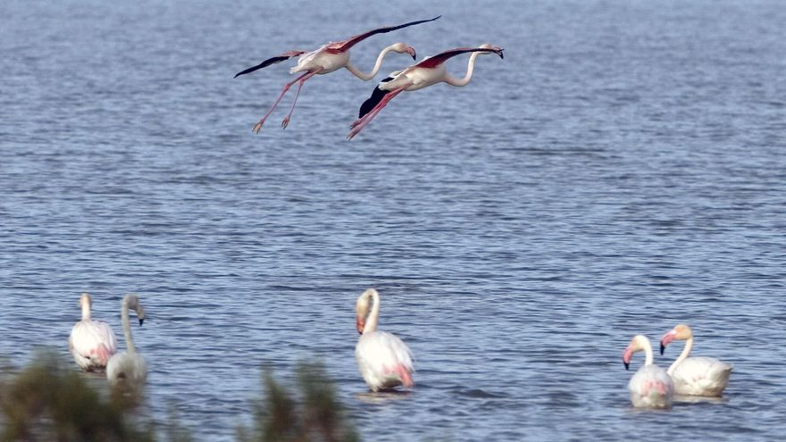 Encuentran restos óseos en el Guadalquivir: los forenses tratan de determinar la naturaleza de los huesos