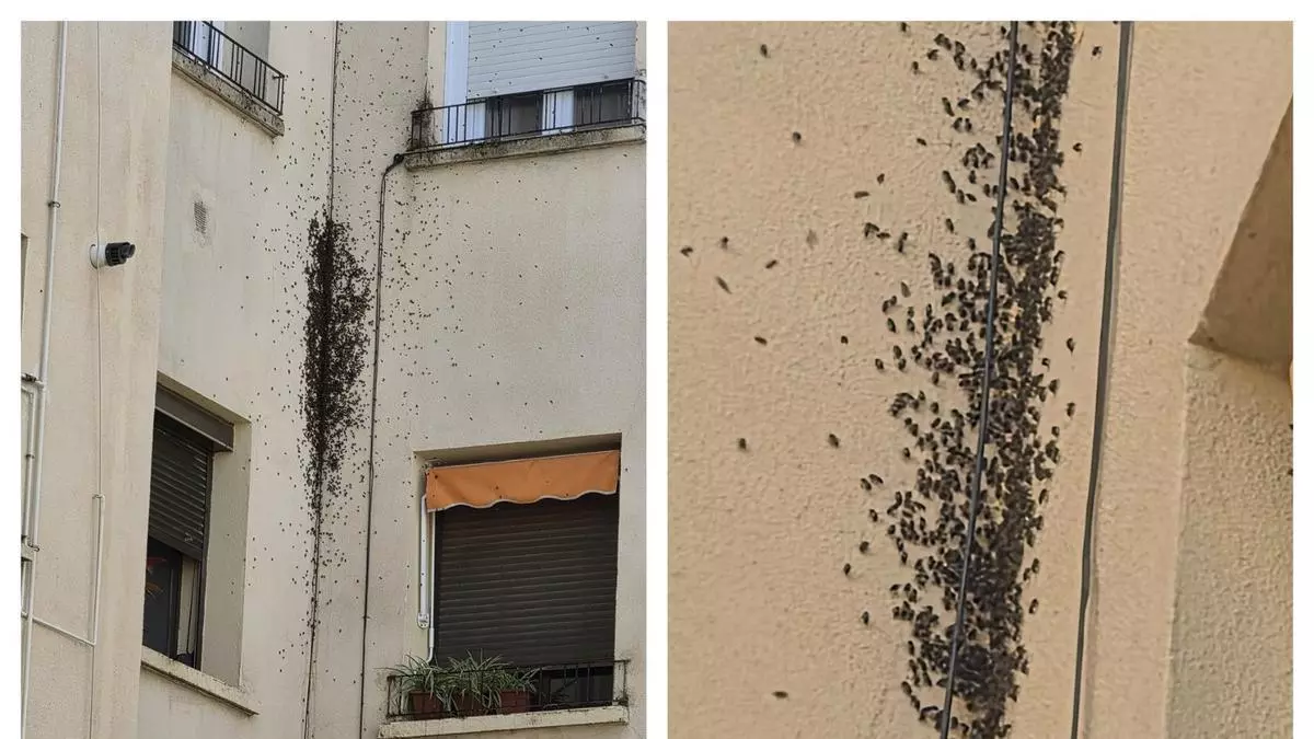Vídeo | Bomberos de Badajoz intentan retirar un panal de abejas que obliga a varios vecinos a mantener las ventanas cerradas