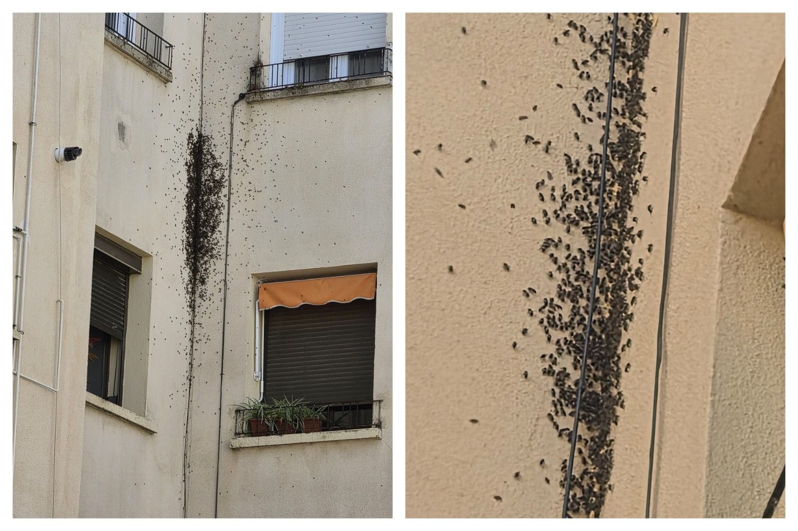 Vídeo | Bomberos de Badajoz intentan retirar un panal de abejas que obliga a varios vecinos a mantener las ventanas cerradas