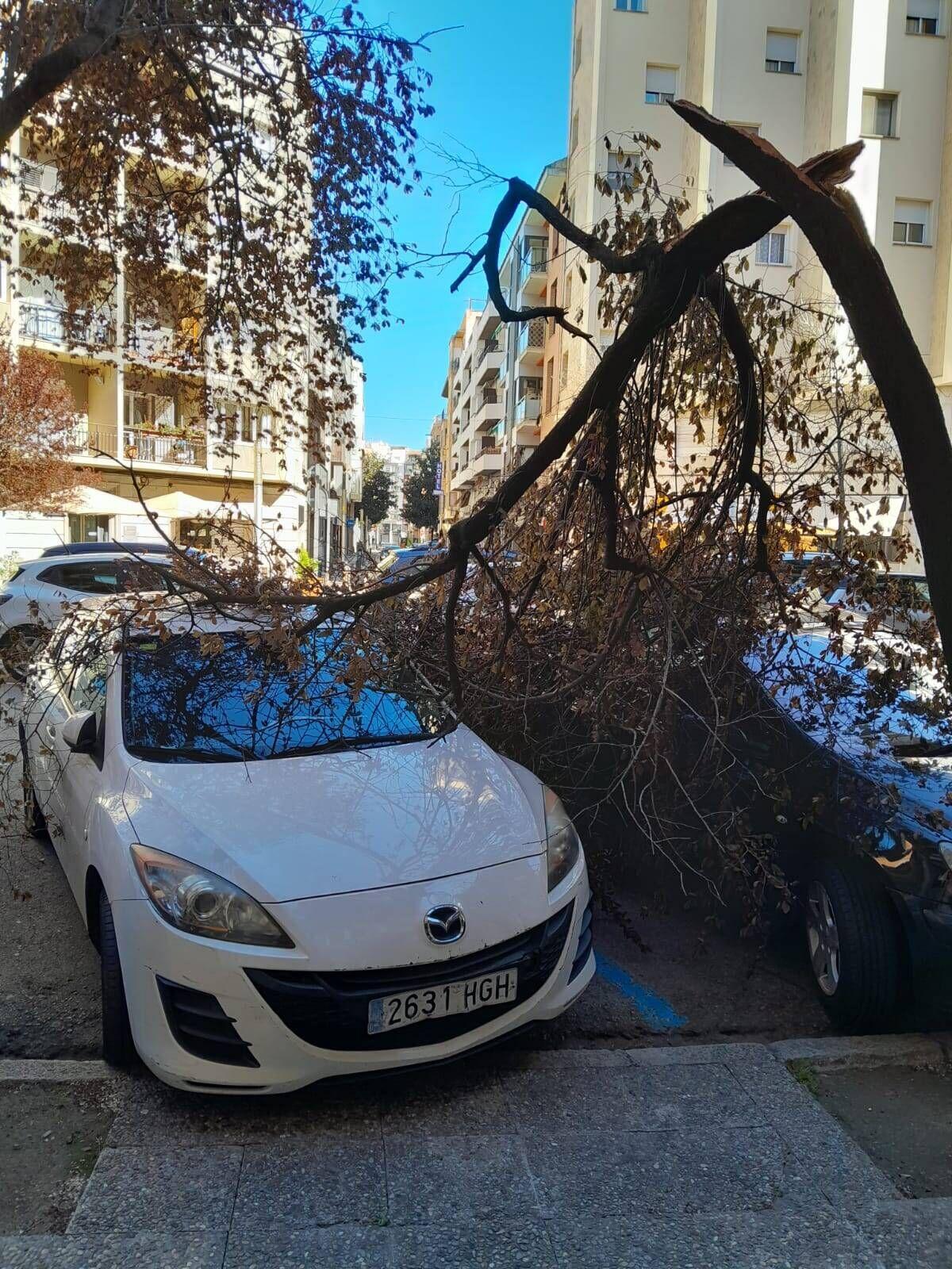 Arbres caiguts a Girona per la ventada Arbres caiguts a Girona per la ventada