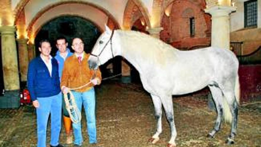 Un caballo de Alborán estará en las Caballerizas Reales