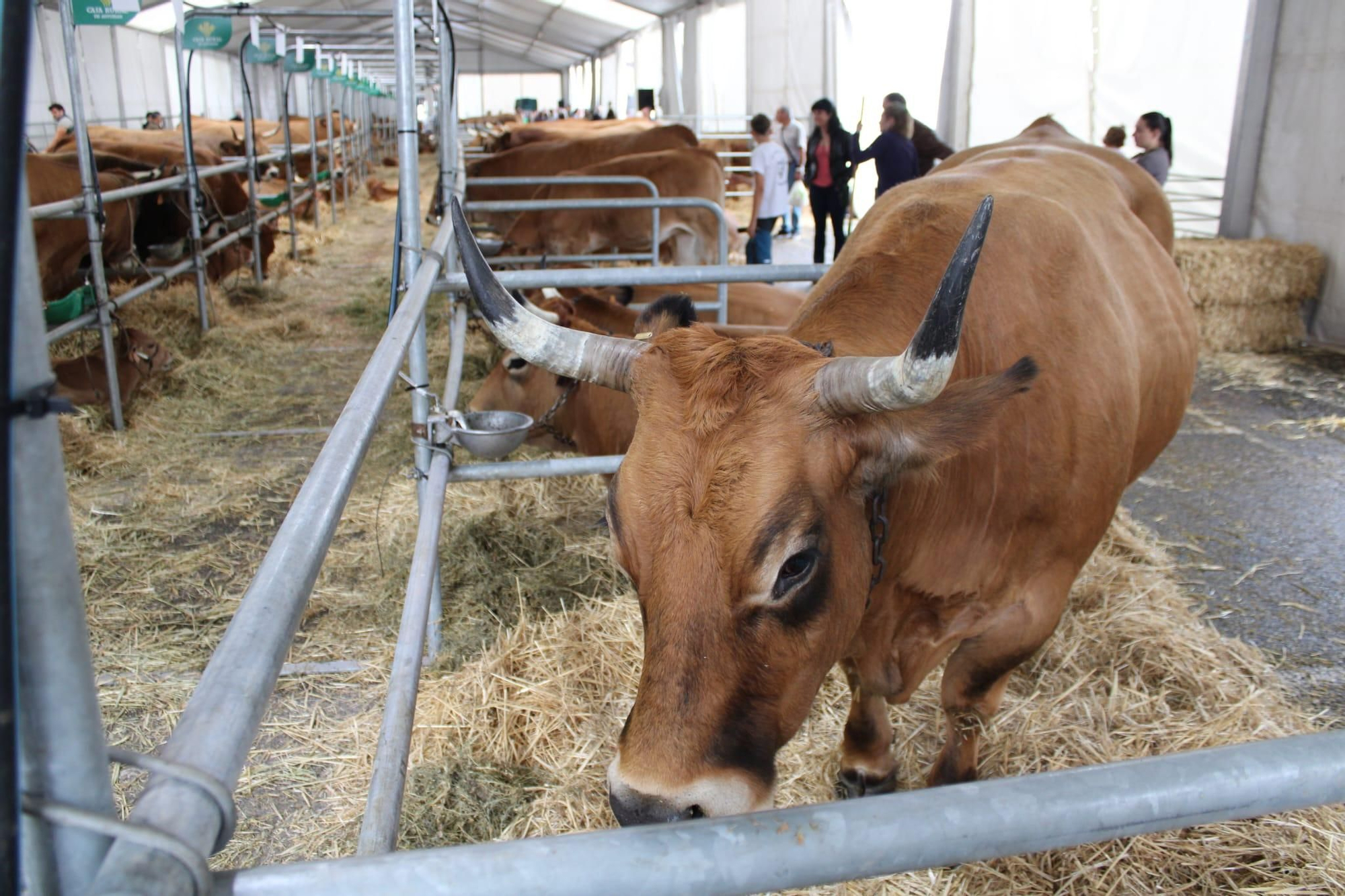 Así es Llangréu Nautral, la feria de las razas autóctonas asturianas que se celebra en pleno centro de Langreo