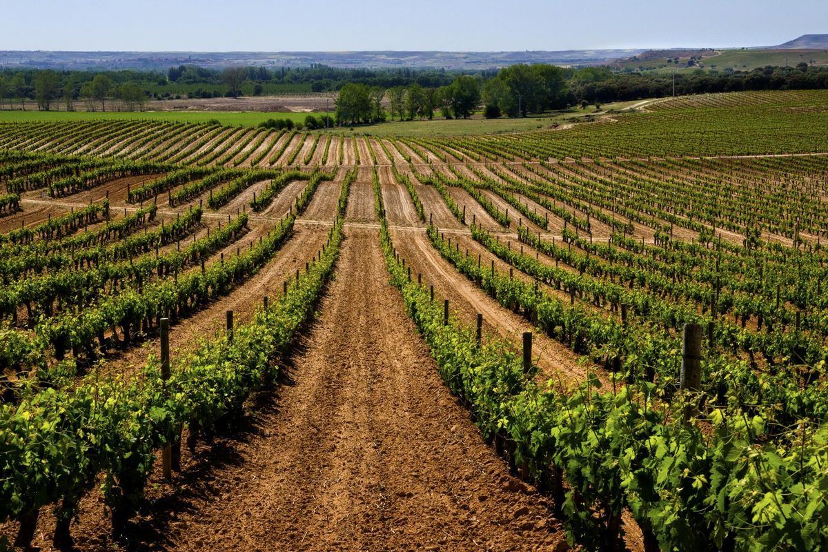 Vista de viñedos en Ribera del Duero.