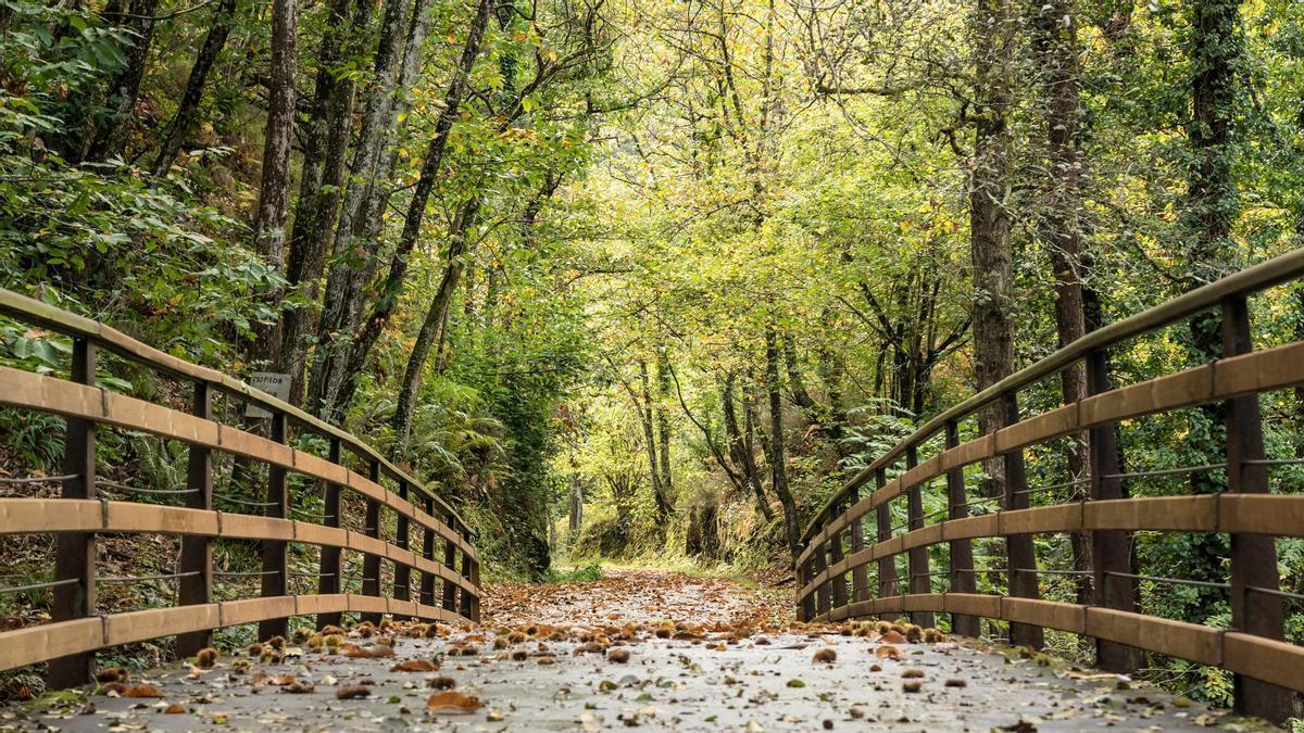 La vía verde más espectacular de Asturias mide 22 kilómetros y atraviesa el santuario del oso pardo