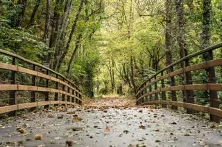 La vía verde más espectacular de Asturias mide 22 kilómetros y atraviesa el santuario del oso pardo
