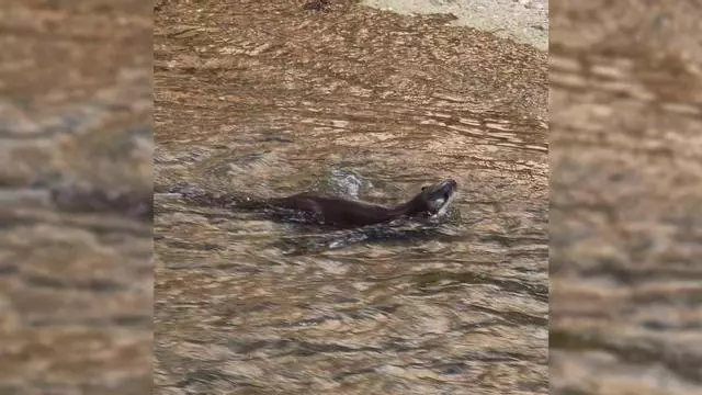 Vídeo: Una llúdriga es deixa veure al centre de Girona