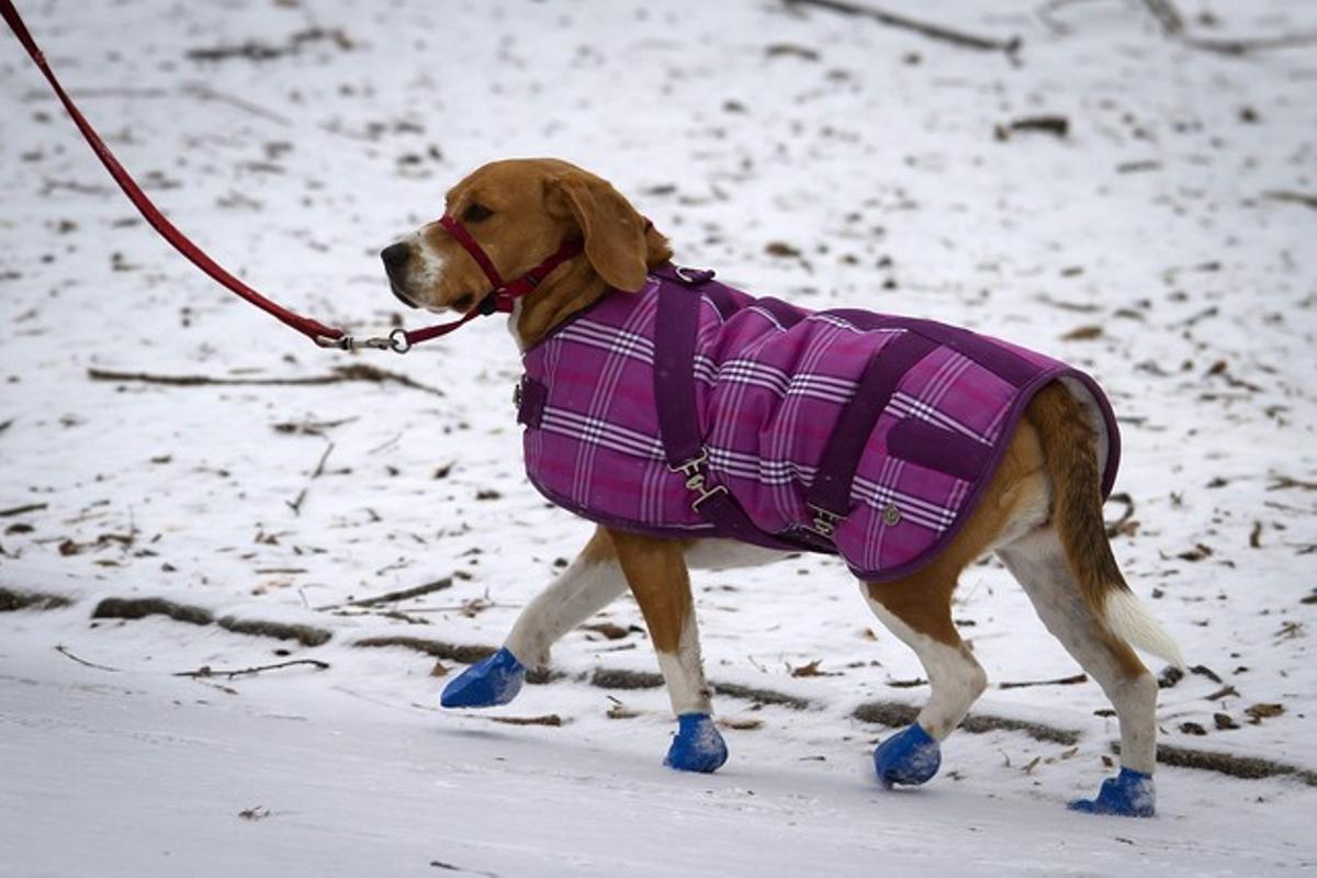 Un perro neoyorquino preparado para las bajas temperaturas de Juno 