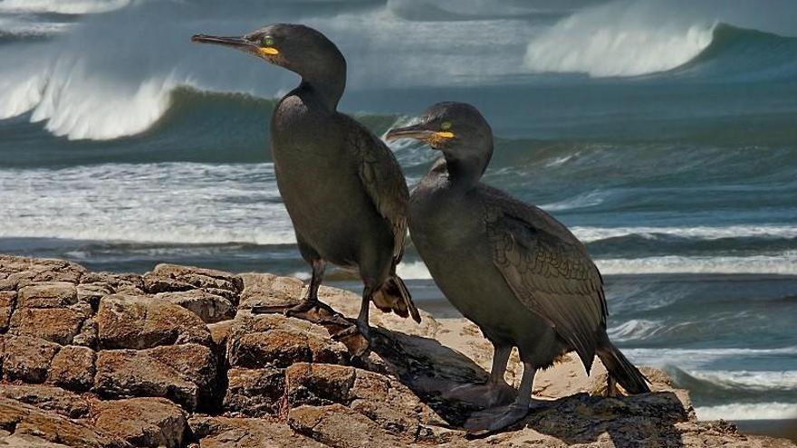 Una pareja de cormoranes. // Tony Brindley-Shutterstock