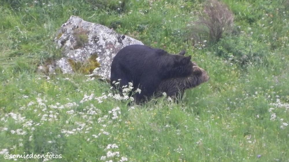 Avistamiento de osos en celo en Pola de Somiedo