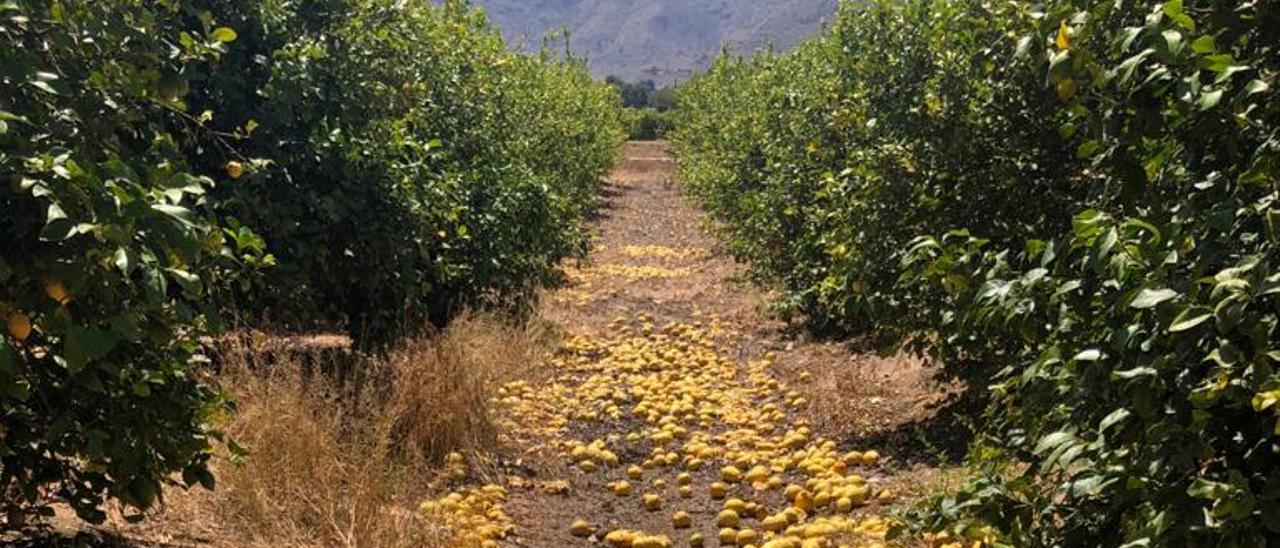 Una plantación de limones, con buena parte de la fruta por el suelo.