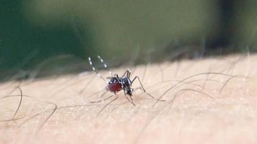Archivo - Mosquito tigre asiático (Aedes albopictus) congestionado de sangre tomando su sangre en un brazo humano.