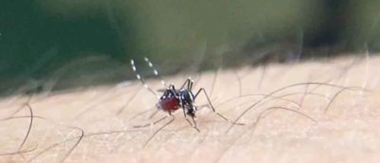 Archivo - Mosquito tigre asiático (Aedes albopictus) congestionado de sangre tomando su sangre en un brazo humano.