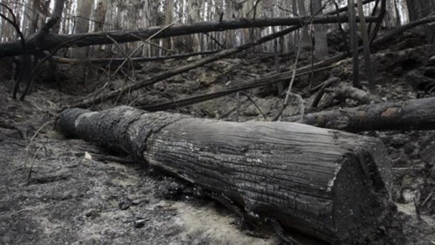 El incendio de las Fragas do Eume sigue activo pero controlado