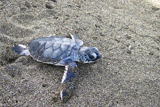 Tortugas marinas en Costa Rica