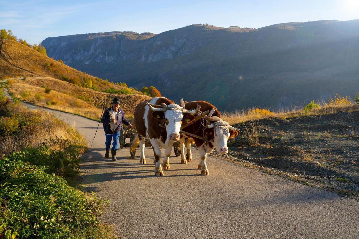 Un hombre paseando a dos vacas en el parque natural de los montes Apuseni