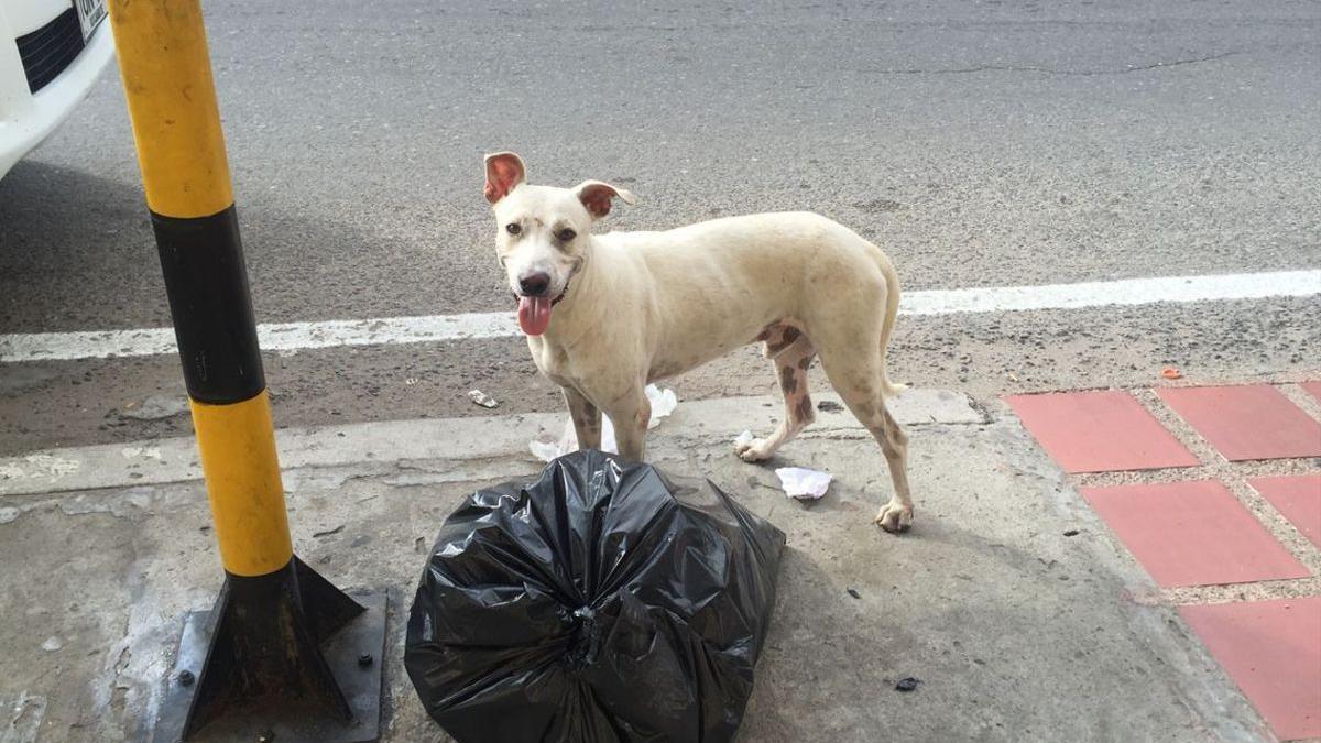 Imagen de un perro.