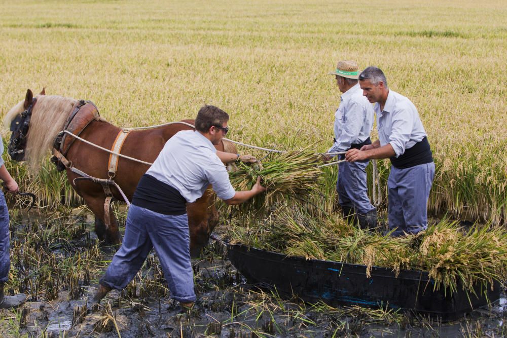 Fiesta de la Siega en l'Albufera