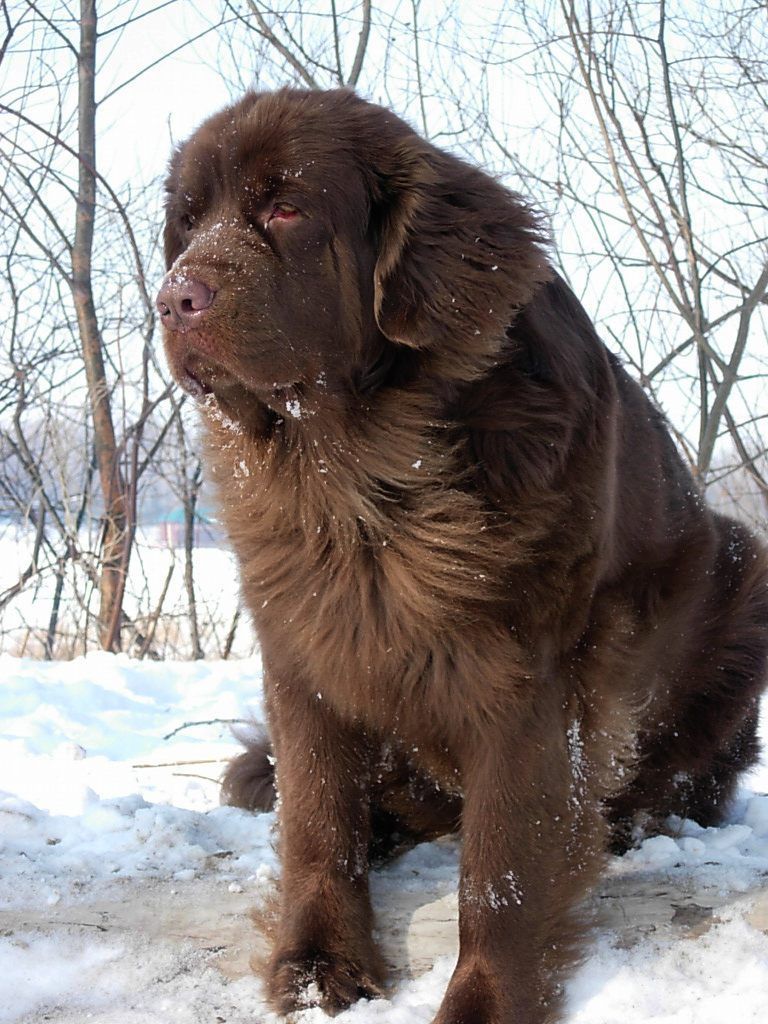 Perro de agua de Moscú.