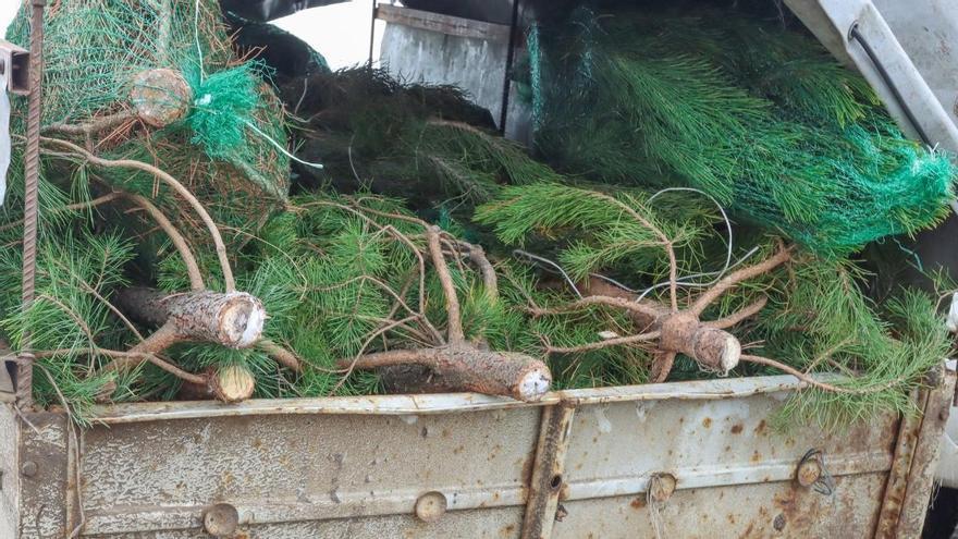 Arrojaron miles de árboles de Navidad al océano para frenar el avance del mar y 30 años después lograron recuperar la costa