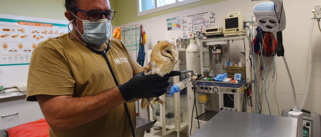 Un trabajador del zoo atiende a una lechuza.