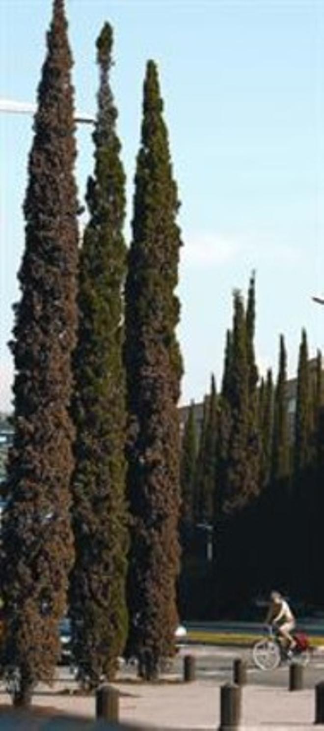 POL·LINITZACIÓ A LA TARDOR. Xiprers en un carrer de Barcelona.
