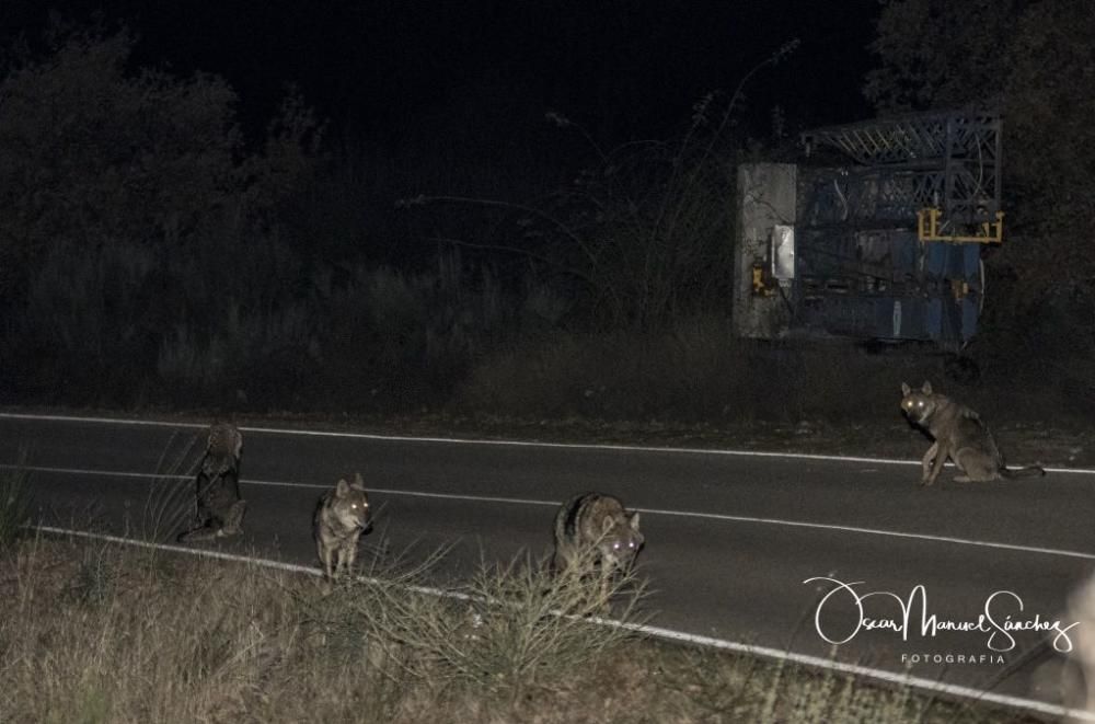 Los lobos se pasean por el asfalto en Sanabria