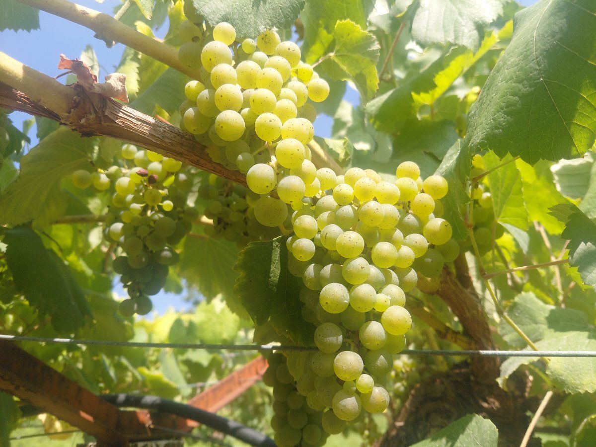 Imagen que muestra el avanzado estado de maduración de la uva albariña.