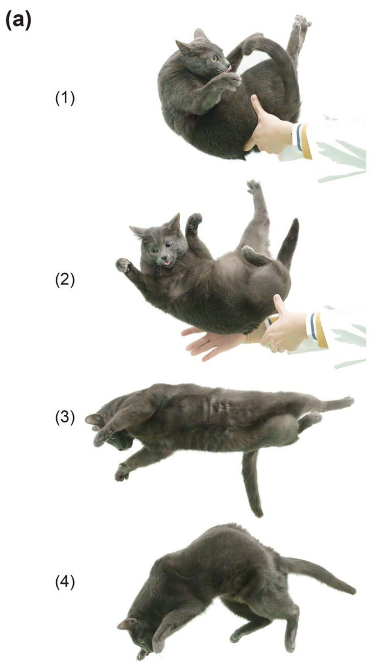 Fases de la caída de un gato, según el estudio publicado