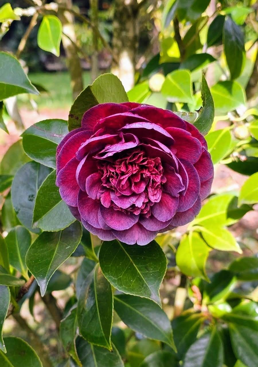 De paseo por el vergel de San Justo, en Villaviciosa