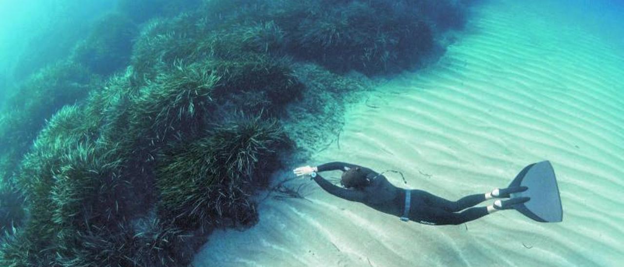 Un apneísta nadando en un fondo de arena y posidonia. |  MIQUEL GOMILA/CEDIDA POR FUNDACIÓN MARILLES