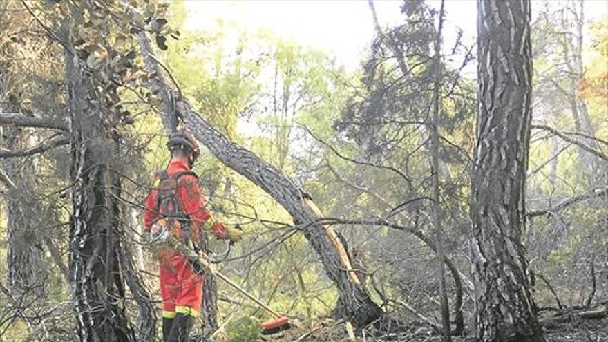 Los incendios forestales han descendido un 50% este año