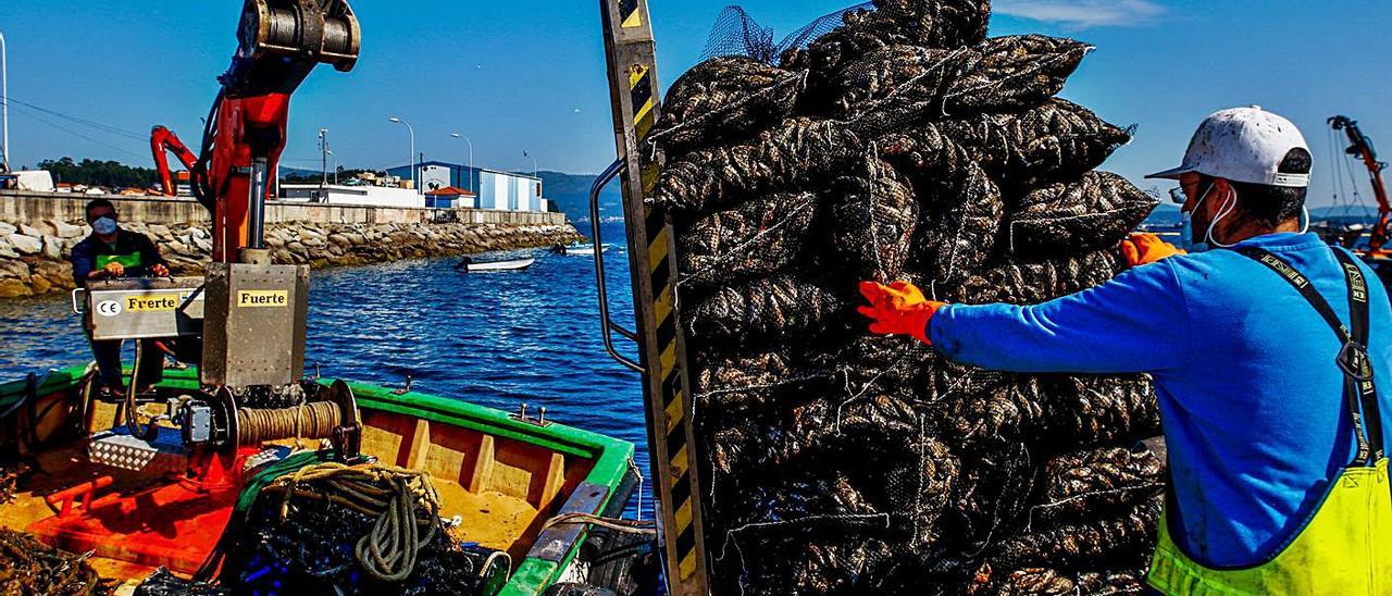 Descarga de mejillón en el muelle de A Illa de Arousa.