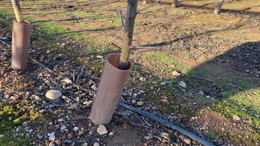 Los conejos dañan cientos de árboles aprovechando la borrasca