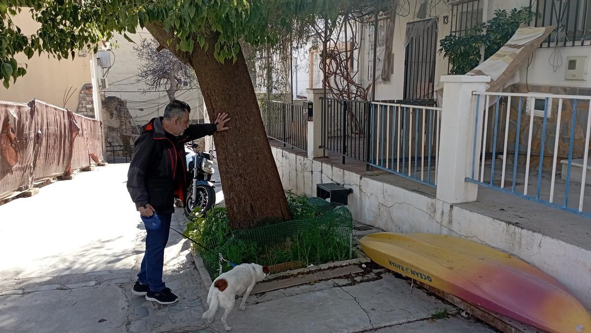 Las raíces de los brachichiton entran en las casas de la calle Olivar.